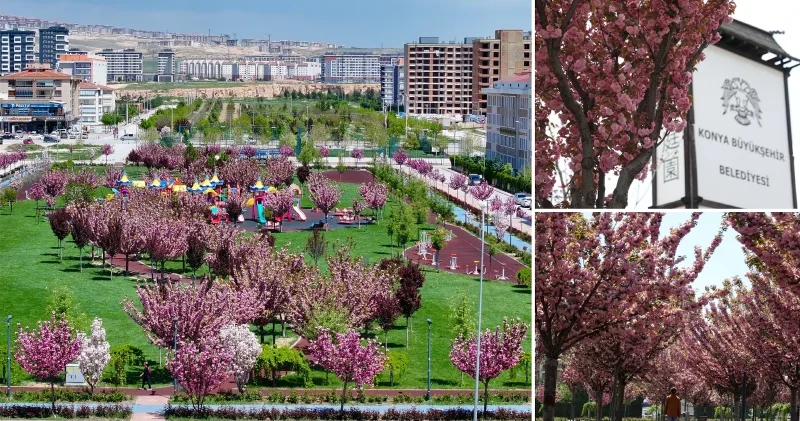 Sakuralar için Japonya ya gitmenize gerek yok: Konya da sakura mevsimi başladı Aktüel Haberleri