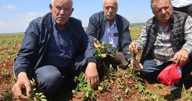 Ceviz büyüklüğündeki dolu yağışı tarım arazilerine zarar verdi Hatay Haberleri