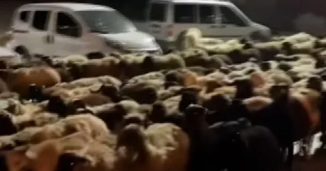 Tokat ın şehir merkezinde inanılmaz manzara: Sokaklar koyundan geçilmedi VİDEO İZLE