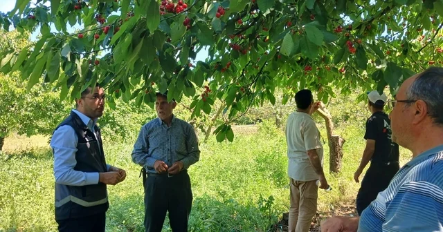 Dolu yağışı sonrası sahada zarar tespiti yapıldı Bilecik Haberleri