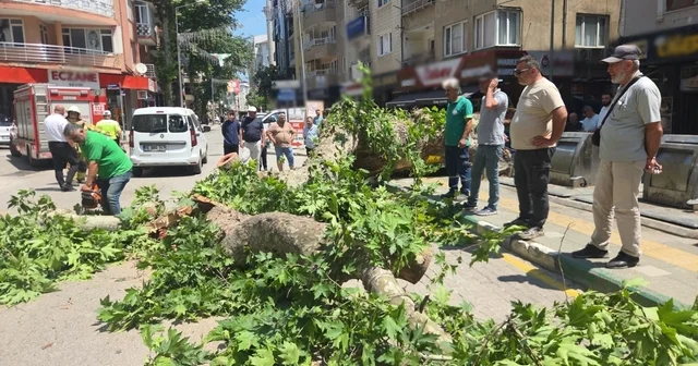 Devrilen tarihi çınar araca zarar verdi; yol trafiğe kapandı Bursa Haberleri