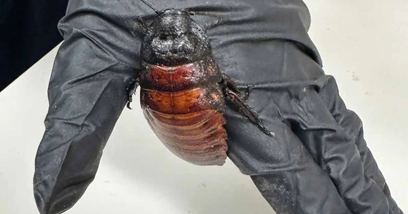 Bu hamam böceğinin değeri 6 milyon lira Sözcü Gazetesi