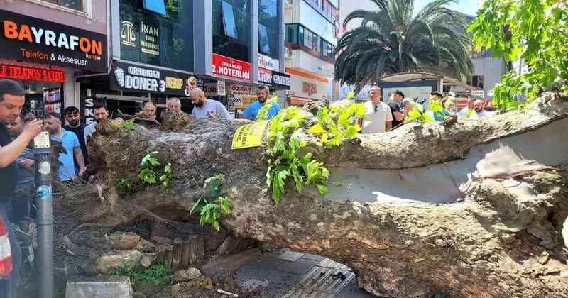 Bursa da asırlık çınar ağaç yola devrildi! Faciadan dönüldü