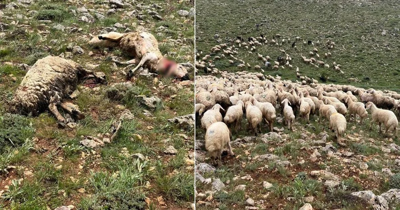Gürün de Yıldırım Koyunları Vurdu