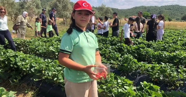 Yatağan da Gençlik Yılı kapsamında çilek hasadı yapıldı Muğla Haberleri