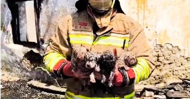 Yangında mahsur kalan köpek ve 4 yavrusu tedaviye alındı Manisa Haberleri