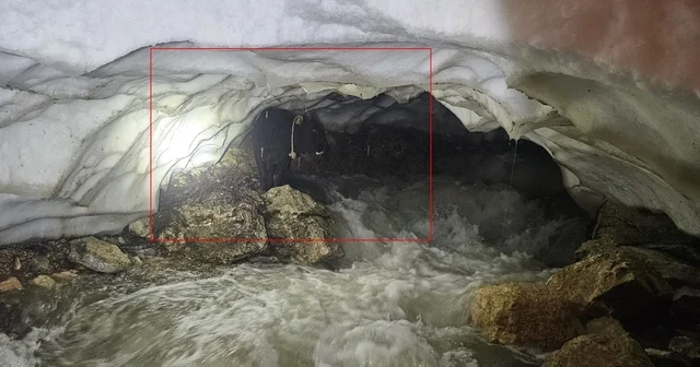 Hakkâri de karla kaplı vadide umut operasyonu Kar mağarasında mahsur kalan tosun, kurtarıldı Hakkari Haberleri