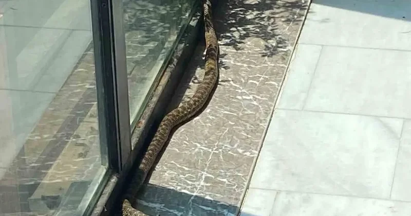 Bursa’da iş yerine giren yılan paniğe neden oldu