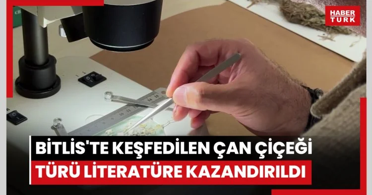 Bitlis te keşfedilen çan çiçeği türü literatüre kazandırıldı