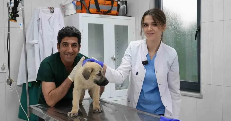 Ödüllü Hayvan Bakım Merkezi can dostlara umut oluyor