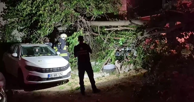 İkiye ayrılan dut ağacı, 2 aracın üzerine devrildi Eskişehir Haberleri