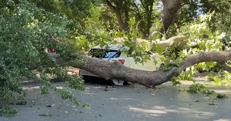 Bakırköy de asırlık çınar ağacı park halindeki otomobilin üzerine devrildi
