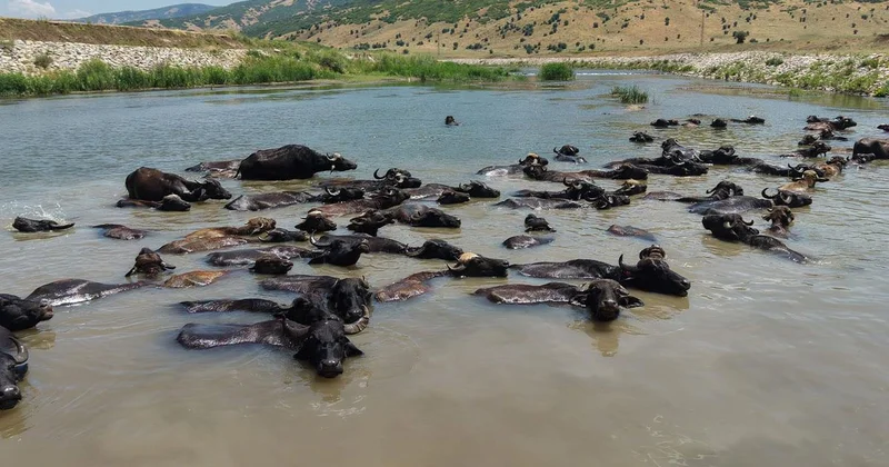 Mandalara Sıcaklarda Serinleme Molası