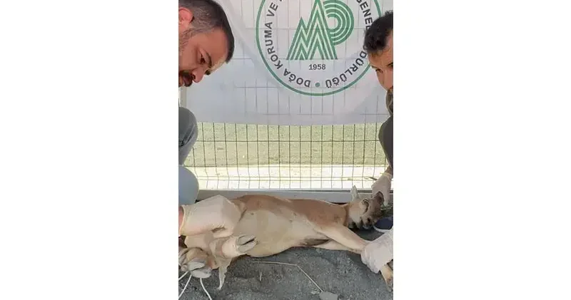 Koruma altındaki yaban keçisini yaralayan avcıya 1,2 milyon lira ceza