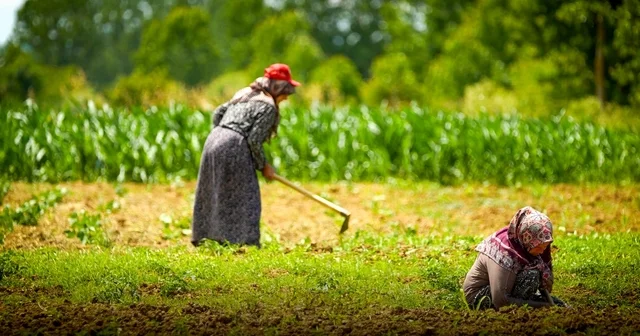 Kocaeli de tarım ve hayvancılığa 7 yılda 1,5 milyar lirayı aşkın destek sağlandı Kocaeli Haberleri Habertürk Yerel Haberler