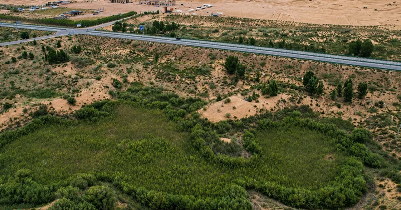Çölün ortasına binlerce ağaç diktiler: Çinlilerin projesi buna sebep oldu Sözcü Gazetesi