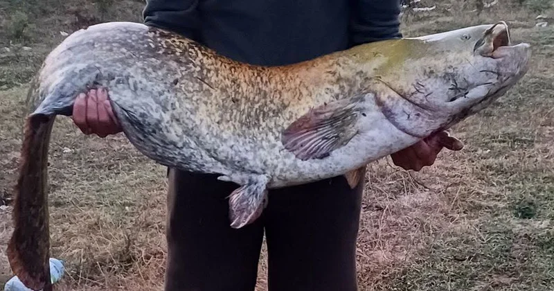 Kırklareli de 35 Kiloluk Yayın Balığı Yakalandı