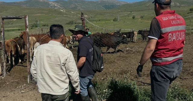 Aydıntepe de üreticiye 15 ithal angus düve teslim edildi Bayburt Haberleri Habertürk Yerel Haberler