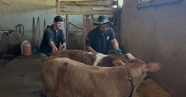 Aydıntepe nin 8 köyünde buzağı küpeleme ve aşılama çalışmaları tamamlandı Bayburt Haberleri Habertürk Yerel Haberler