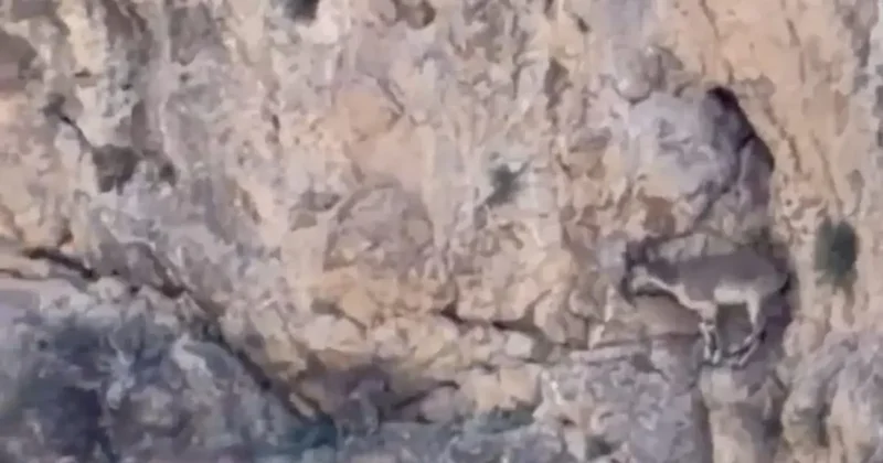 Malatya’da yaban keçileri sürü halinde görüntülendi