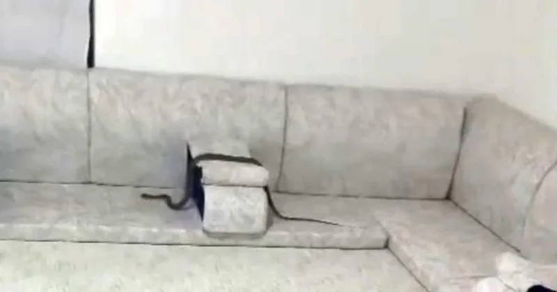 Yılan Paniği Hakkari de
