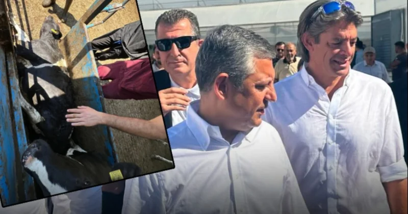 Baskında ineği ölmüştü! CHP nin gölge bakanının çiftliğinin sertifikası iptal edildi Sözcü Gazetesi