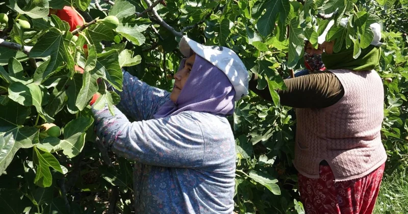 Beklenen hasat başladı: 1 ay toplanıyor kilosu altınla yarışıyor Sözcü Gazetesi