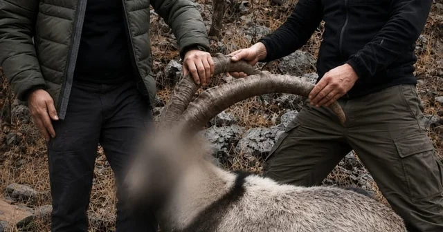 Siirt te koruma altındaki 5 yaban keçisini avlayanlara ceza Siirt Haberleri Habertürk Yerel Haberler