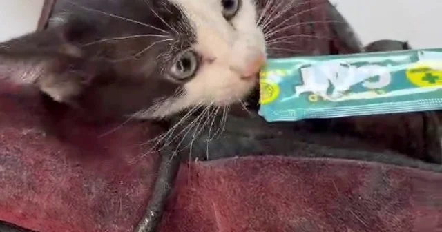 Kurtardığı kedi aracının motoruna girdi Yavru kediyi ezilmekten kurtardı, kedi kendi aracının motoruna girdi İzmir Haberleri Habertürk Yerel Haberler