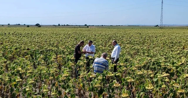 Kırklareli nde yerli ve milli ayçiçeği tohumu ile anıza doğrudan ekim yöntemi denendi Kırklareli Haberleri Habertürk Yerel Haberler