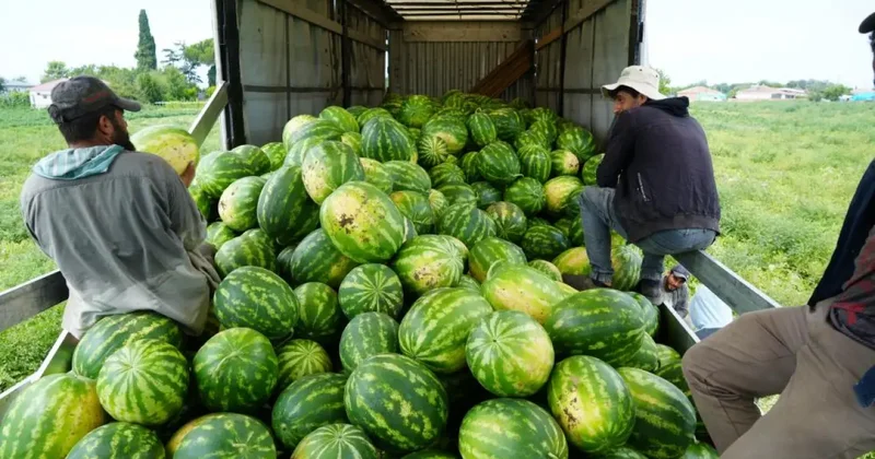 Karpuzun kilosu 3 TL, kavunun tanesi 20 TL