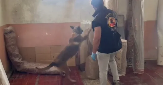 Kastamonu da 19 ayrı noktada eş zamanlı narkotik operasyonu: 15 gözaltı Kastamonu Haberleri Habertürk Yerel Haberler