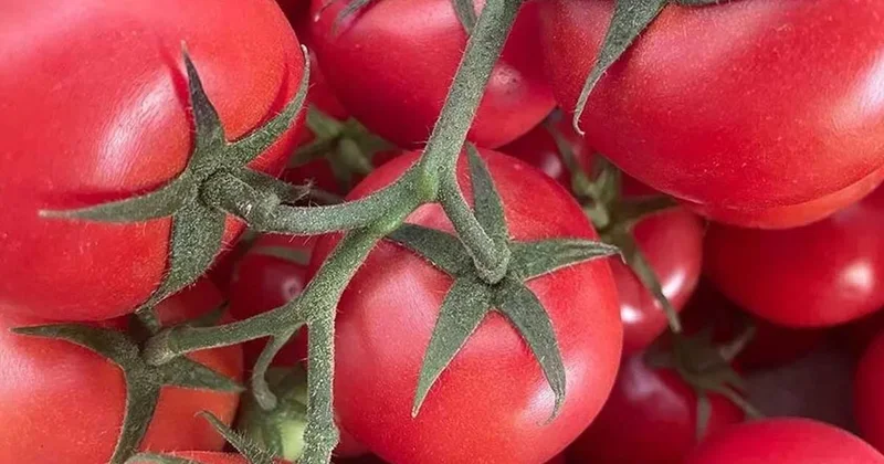 6 hafta boyunca her gün yediler... En büyük değişim görünmeyen organda oldu Sözcü Gazetesi
