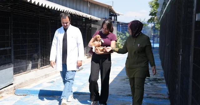 Sessiz canlar hayvanseverleri bekliyor Düzce Belediyesi hayvan sahiplendirmeye devam ediyor 2026 yılı içinde 359 hayvan sahiplendirildi Düzce Haberleri Habertürk Yerel Haberler