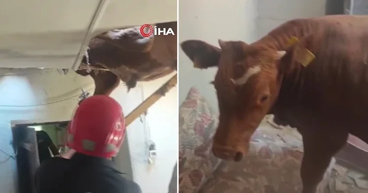 İneğin peşinden koşan boğa evin çatısına uçtu: Yarısı salonda asılı kaldı
