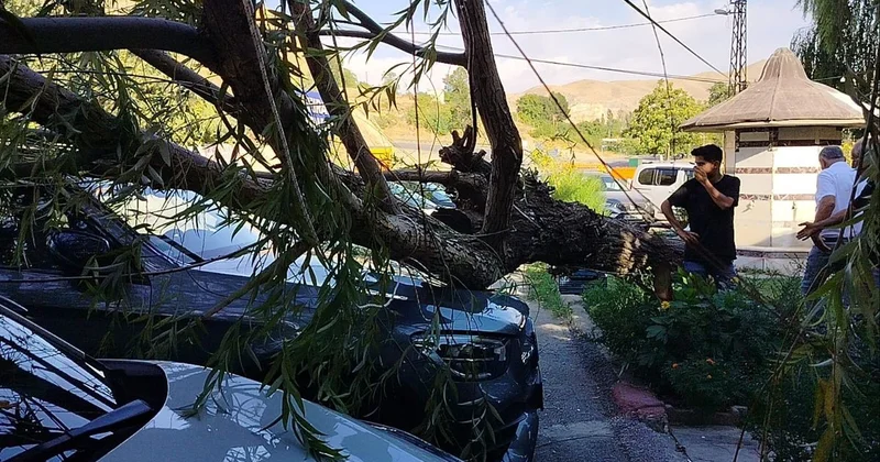 Elazığ da fırtına ağacı devirdi: 2 araç hasar gördü
