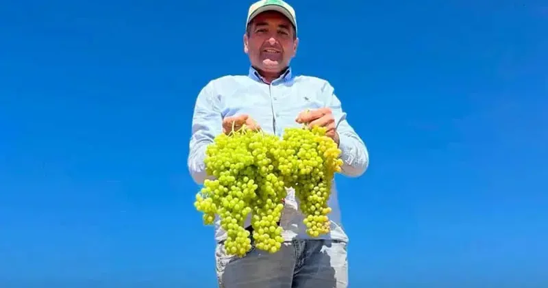Saruhanlı Belediye Başkanı Cıllı, üzüm serme makinesiyle çalışırken elinden yaralandı