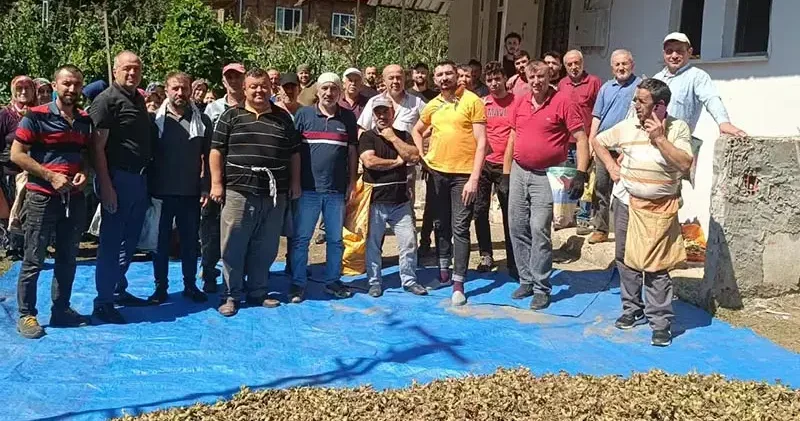 Ölen kız kardeşlerin bahçesindeki fındığın hasadını imece usulü mahalleli yaptı