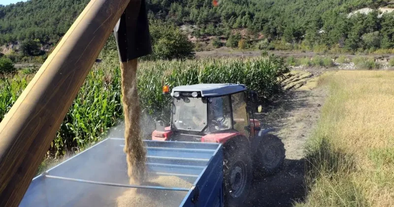 Beyaz altın olarak bilinen üründe hasat başladı! Gözler fiyatta