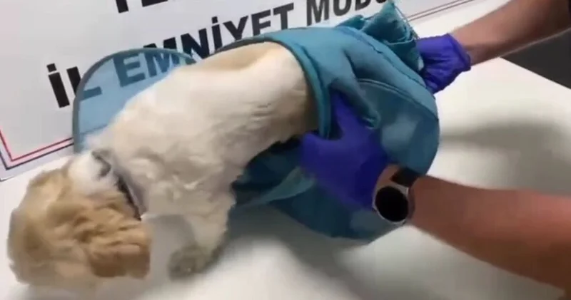 Son dakika haberler: Evcil hayvan pusetine gizlediler... Tekirdağ da uyuşturucu tacirlerine operasyon: 18 kişi tutuklandı