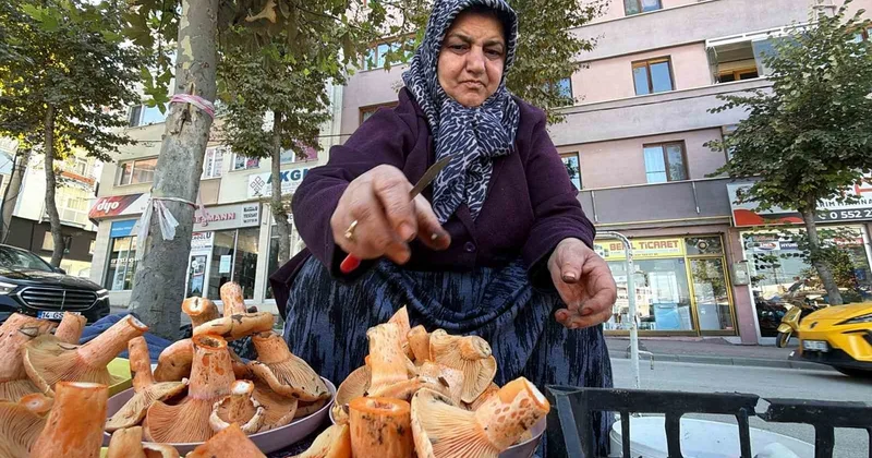 Ormanda bedava, pazarda kilosu 600 lira! Kova kova topluyorlar