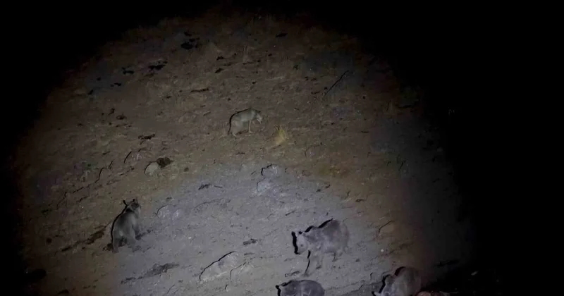 Doğa fotoğrafçısı Mustafa Aslan, Sivas ta boz ayıların yiyecek kavgasını görüntüledi