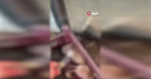 Alanya da kuşlara yönelik vahşet kamerada: Birinin kafasını ağzıyla, diğerinin bıçakla kesti