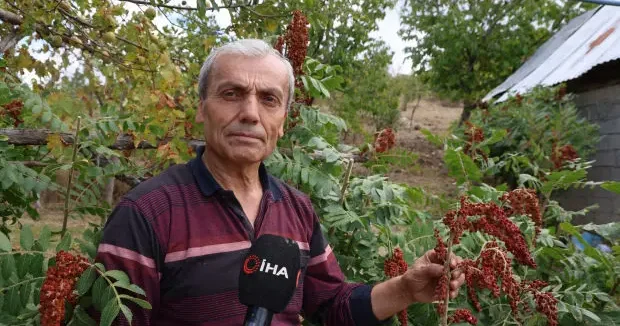 Adana haberleri Adana da meyve vermeyen ağaçları aşıladı! 20 yıllık sabrın ekmeğini yiyor... Kilosu 900 TL 06 Ekim 2026