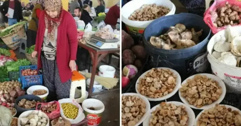 Bolu ormanlarında bereket: Kova kova toplanıyor, kilosu 600 lirayı buluyor