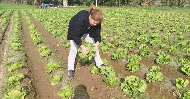 Söke’de gıda güvenliği için marul tarlalarında numune alındı