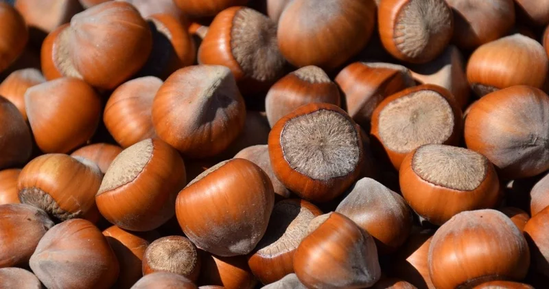 Son dakika Fındık krizinde flaş gelişme! Rekabet Kurulu Ferrero için kararını verdi!