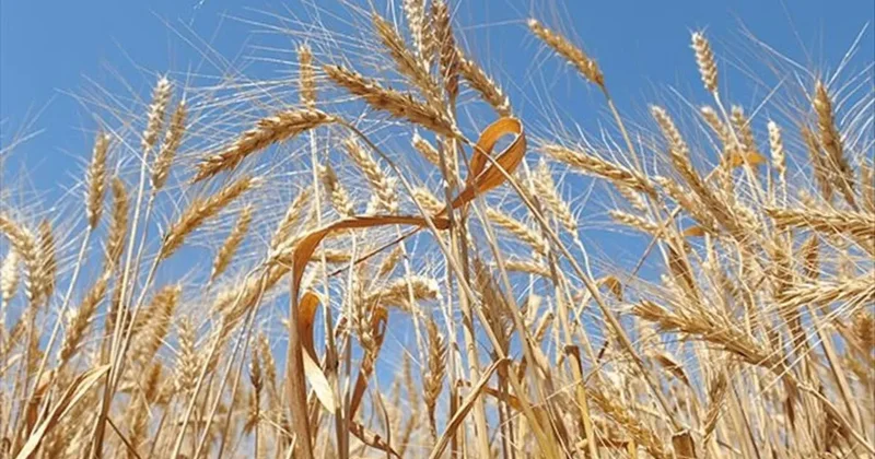 Çin den bir yıl sonra ilk! ABD den buğday satın alacak