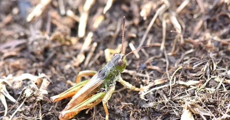 Güneydoğudaki ilimizde yeni bir çekirge türü keşfetti