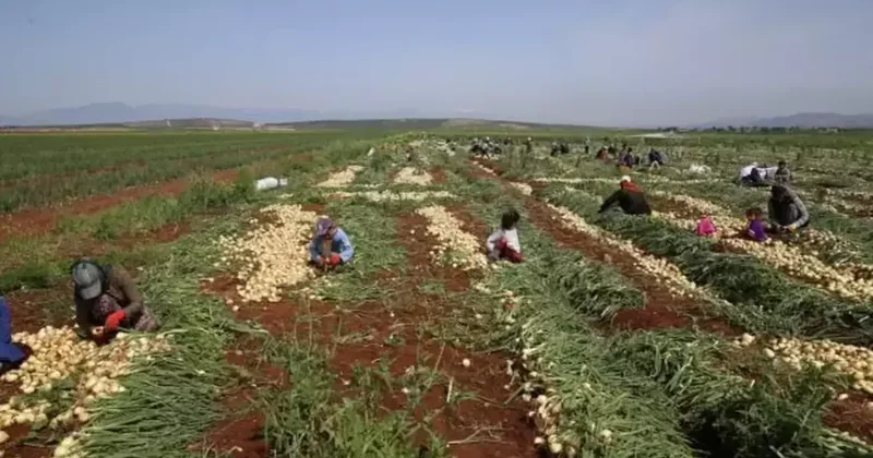 800 ton hasat tarlada kaldı Sözcü Gazetesi